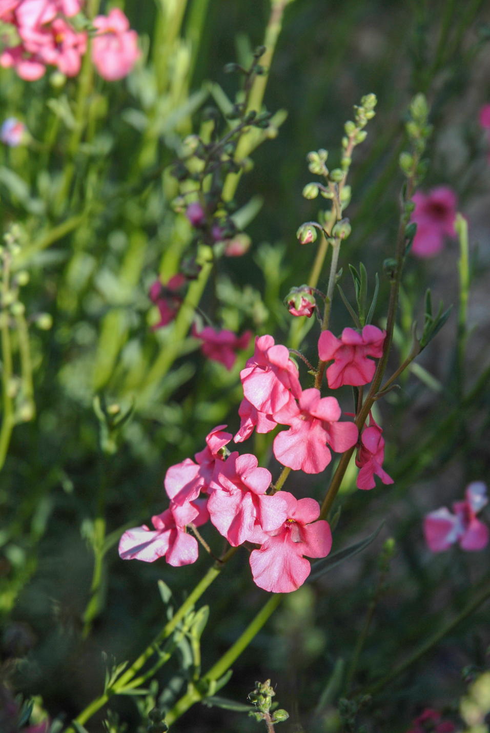 Coral Canyon Twinspur